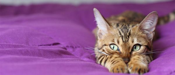 CBD oil for anxiety in cats
