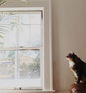 cat looking out the window